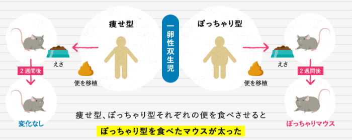 腸内フローラの改善でやせ型に?